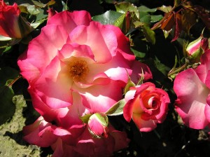 BIRTHDAY GIRL (floribunda)